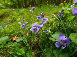 Image result for violet