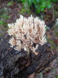 Attēlu rezultāti vaicājumam “Lentaria sp.”