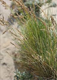 Attēlu rezultāti vaicājumam “Festuca arenaria”