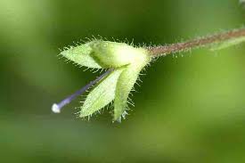 Attēlu rezultāti vaicājumam “Veronica chamaedrys bud”
