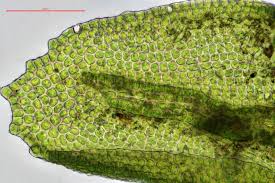 Attēlu rezultāti vaicājumam “Orthotrichum cupulatum var. riparium sporophyte”