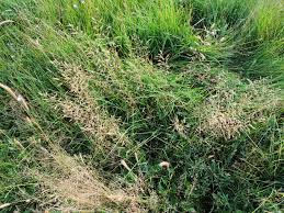 Attēlu rezultāti vaicājumam “Glyceria maxima fruit”