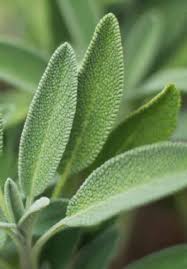 Attēlu rezultāti vaicājumam “Solanum tuberosum leaf”