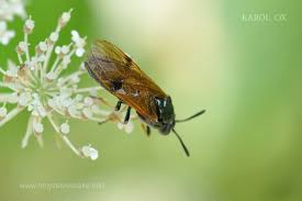 Attēlu rezultāti vaicājumam “Arge ustulata”