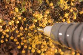 Attēlu rezultāti vaicājumam “Cribraria intricata macro”