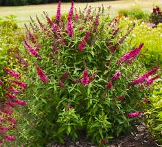 Image result for Buddleja davidii