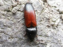 Attēlu rezultāti vaicājumam “Ampedus balteatus”