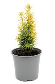 Attēlu rezultāti vaicājumam “Taxus baccata”