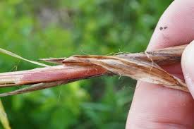 Attēlu rezultāti vaicājumam “Carex acutiformis leaf”