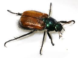 Attēlu rezultāti vaicājumam “Phyllopertha horticola”