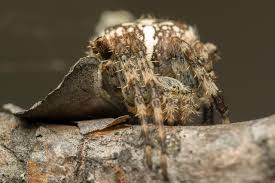 Attēlu rezultāti vaicājumam “Araneus diadematus eggs”