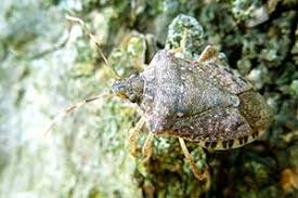 Attēlu rezultāti vaicājumam “Badhamia bethelii macro”