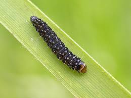 Attēlu rezultāti vaicājumam “Aphelia paleana larva”