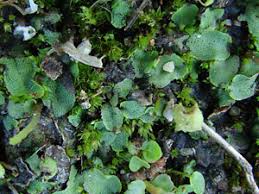 Attēlu rezultāti vaicājumam “Preissia quadrata”