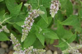 Attēlu rezultāti vaicājumam “Mentha longifolia”