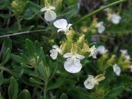 Attēlu rezultāti vaicājumam “Diderma montanum”