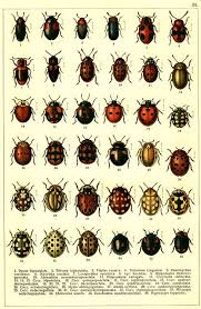 Attēlu rezultāti vaicājumam “Myrrha octodecimguttata”