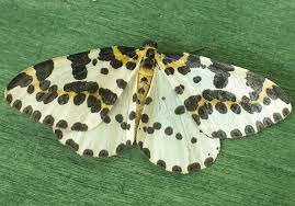 Attēlu rezultāti vaicājumam “Abraxas grossulariata”