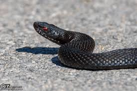 Attēlu rezultāti vaicājumam “Vipera berus”