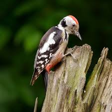 Attēlu rezultāti vaicājumam “Dendrocopos medius”