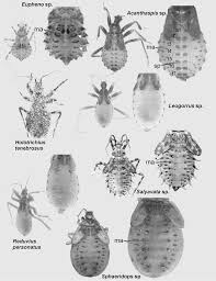 Attēlu rezultāti vaicājumam “Reduvius personatus”
