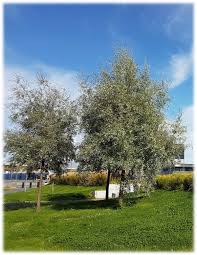 Attēlu rezultāti vaicājumam “Salix alba var. sericea”