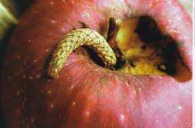 Attēlu rezultāti vaicājumam “Lacanobia contigua larva”