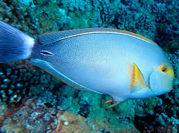 Image result for Acanthurus xanthopterus