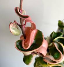 Attēlu rezultāti vaicājumam “Conardia compacta”