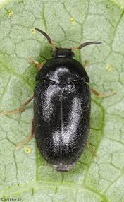 Attēlu rezultāti vaicājumam “Dermestidae”