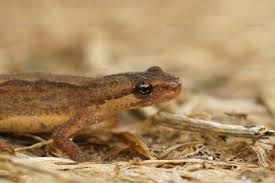 Attēlu rezultāti vaicājumam “Triturus vulgaris”