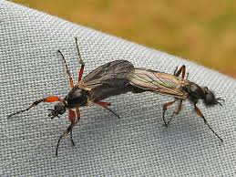 Attēlu rezultāti vaicājumam “Bibionidae female”