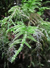 Attēlu rezultāti vaicājumam “Isothecium alopecuroides”