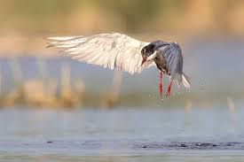 Attēlu rezultāti vaicājumam “Chlidonias hybrida adult”