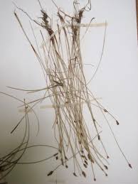 Attēlu rezultāti vaicājumam “Eleocharis uniglumis fruit”