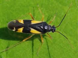 Attēlu rezultāti vaicājumam “Dryophilocoris flavoquadrimaculatus imago”