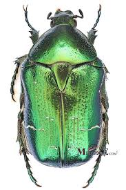 Attēlu rezultāti vaicājumam “Cetonia aurata”