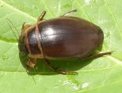 Attēlu rezultāti vaicājumam “Dytiscus marginalis”