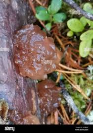 Attēlu rezultāti vaicājumam “Exidia saccharina”