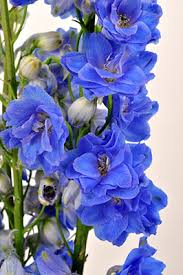 Attēlu rezultāti vaicājumam “Delphinium elatum  flower”
