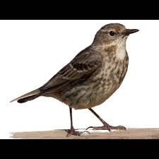 Attēlu rezultāti vaicājumam “Anthus petrosus adult”