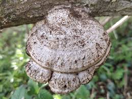 Attēlu rezultāti vaicājumam “Daedaleopsis confragosa”