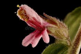 Attēlu rezultāti vaicājumam “Odontites vulgaris fruit”