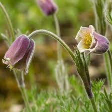 Attēlu rezultāti vaicājumam “Pulsatilla pratensis flower”