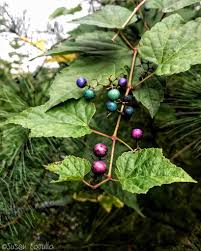 Attēlu rezultāti vaicājumam “Ampelopsis glandulosa var. brevipedunculata”