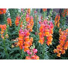 Image result for Antirrhinum majus maximum