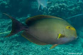 Image result for Acanthurus xanthopterus