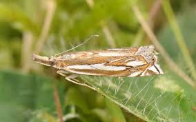 Attēlu rezultāti vaicājumam “Crambus pratella”