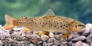 Image result for Salmo macrostigma