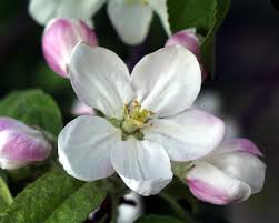 Attēlu rezultāti vaicājumam “Malus domestica”